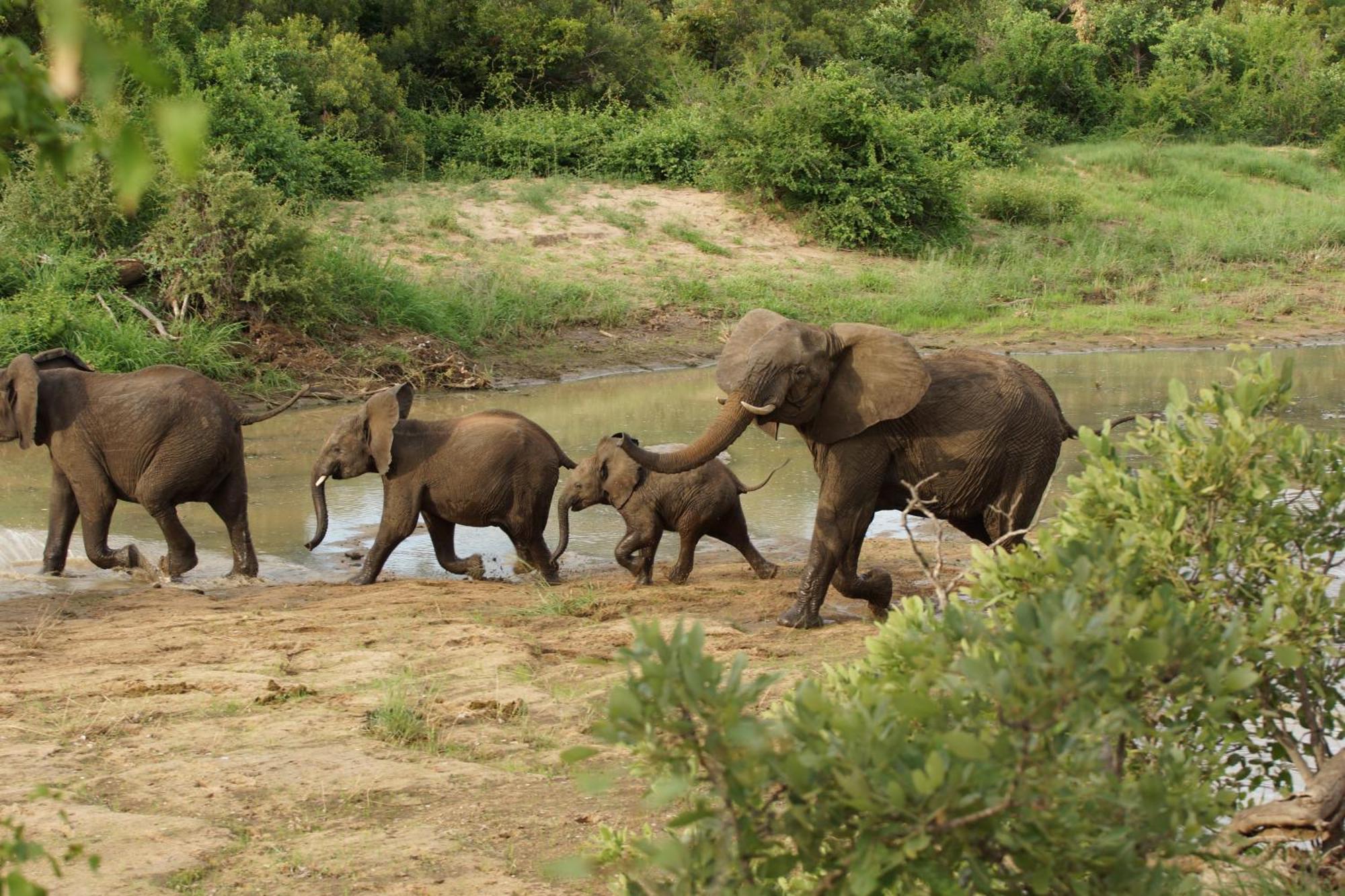Senalala Safari Lodge privé-wildreservaat Klaserie Buitenkant foto