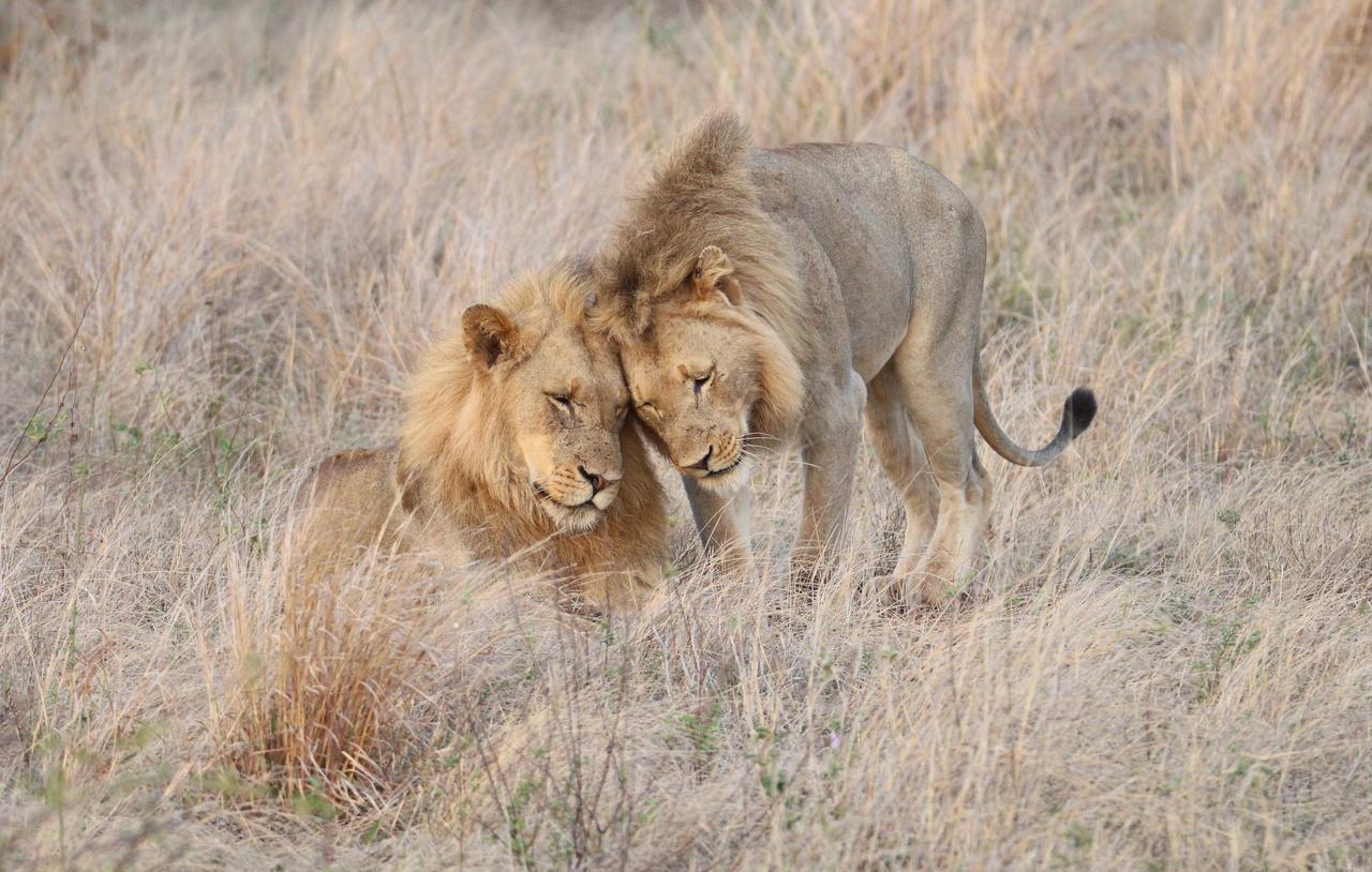 Senalala Safari Lodge privé-wildreservaat Klaserie Buitenkant foto