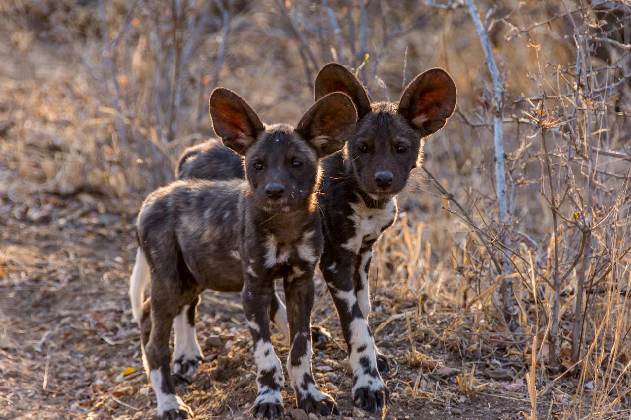 Senalala Safari Lodge privé-wildreservaat Klaserie Buitenkant foto